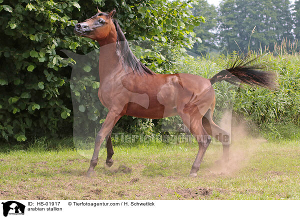 arabian stallion / HS-01917