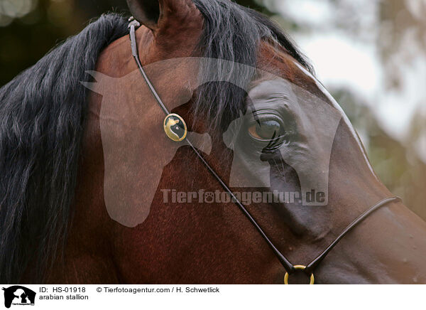 arabian stallion / HS-01918