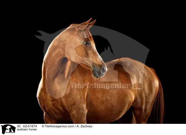 Araber / arabian horse / AZ-01674
