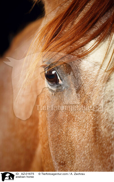 arabian horse / AZ-01675