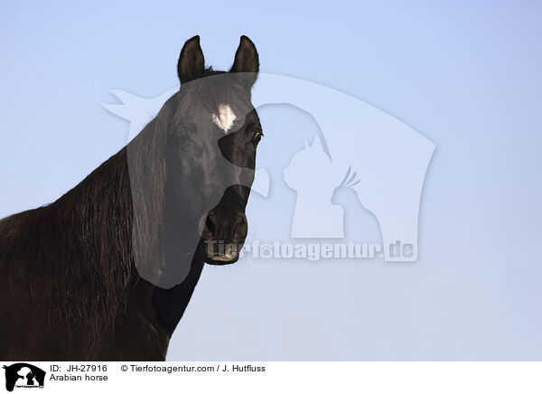 Arabian horse / JH-27916