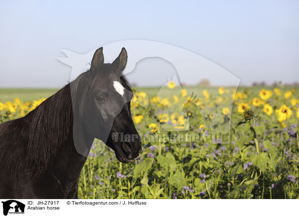 Araber / Arabian horse / JH-27917