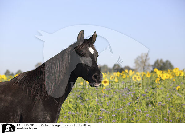 Arabian horse / JH-27918