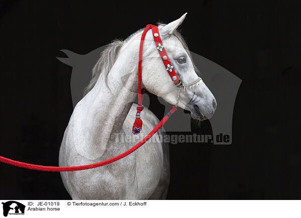 Arabian horse / JE-01019
