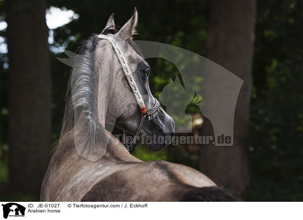 Araber / Arabian horse / JE-01027