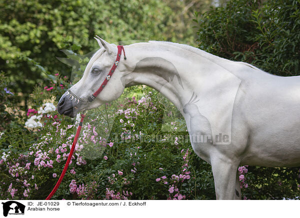 Araber / Arabian horse / JE-01029