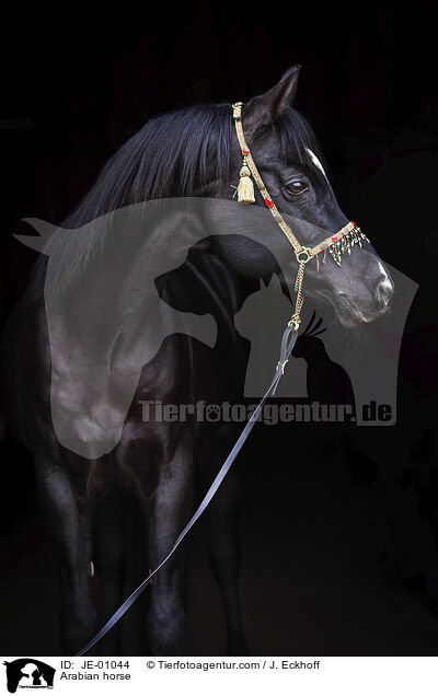 Arabian horse / JE-01044