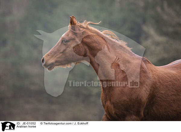 Arabian horse / JE-01052
