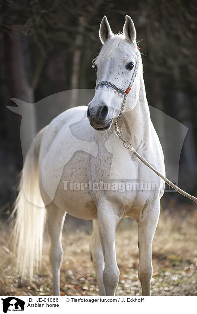 Arabian horse / JE-01066
