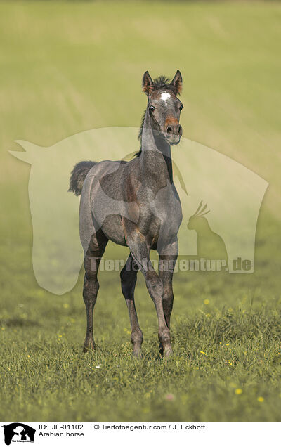 Arabian horse / JE-01102