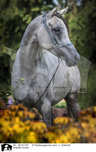 Arabian horse / JE-01137