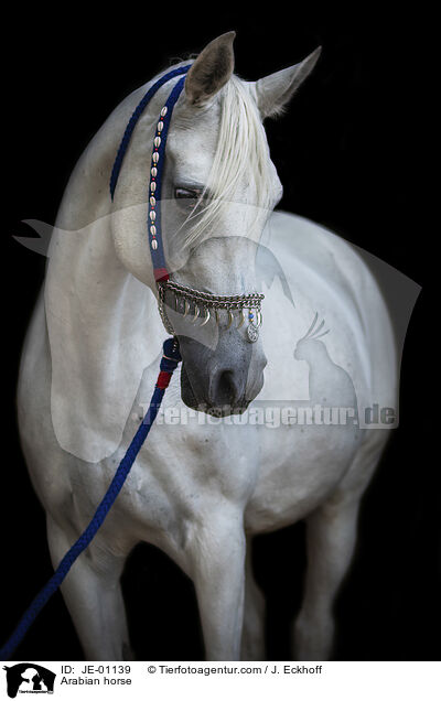 Araber / Arabian horse / JE-01139