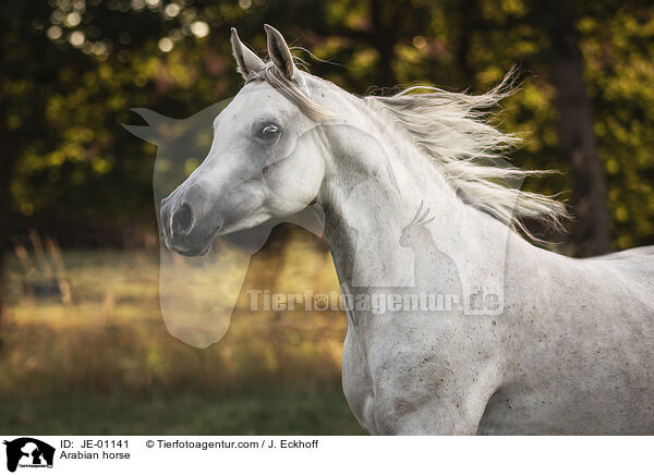 Araber / Arabian horse / JE-01141