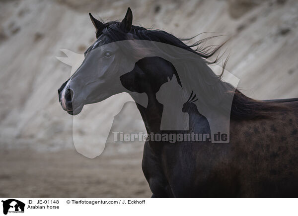 Arabian horse / JE-01148