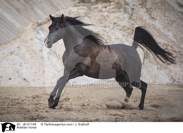 Arabian horse / JE-01149