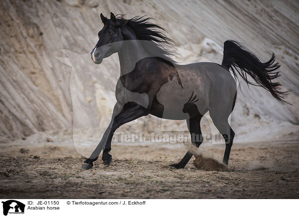 Arabian horse / JE-01150