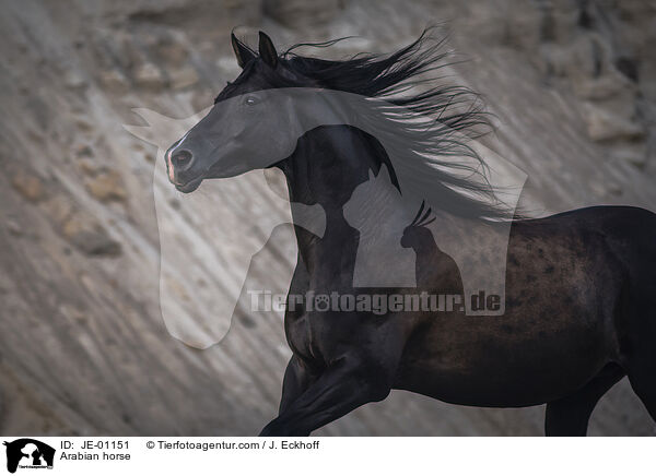 Arabian horse / JE-01151