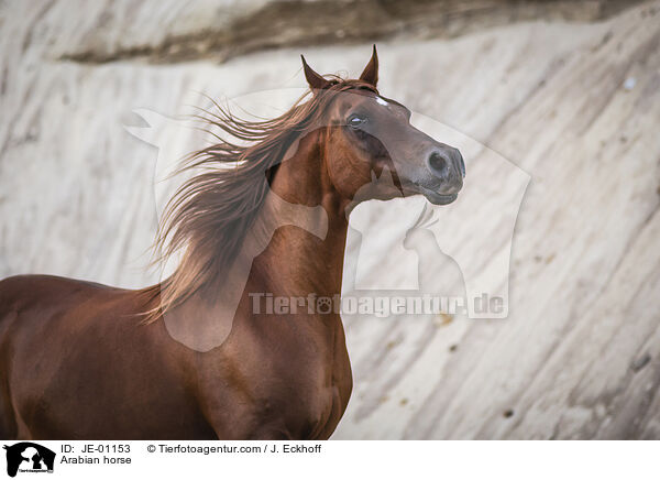 Arabian horse / JE-01153