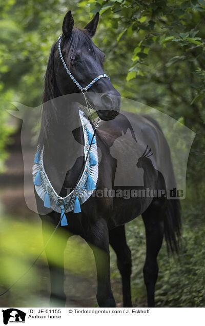 Arabian horse / JE-01155