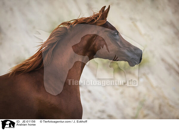 Arabian horse / JE-01156