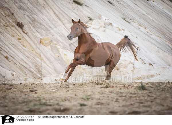 Arabian horse / JE-01157