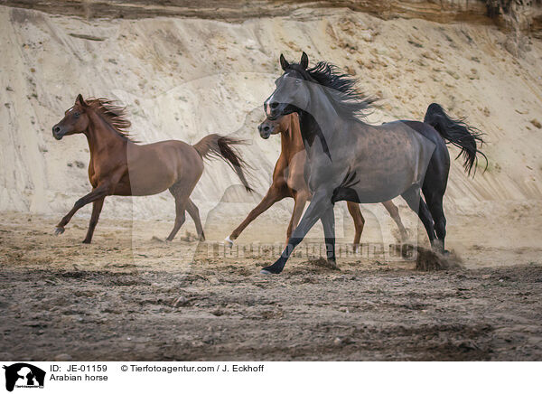 Arabian horse / JE-01159