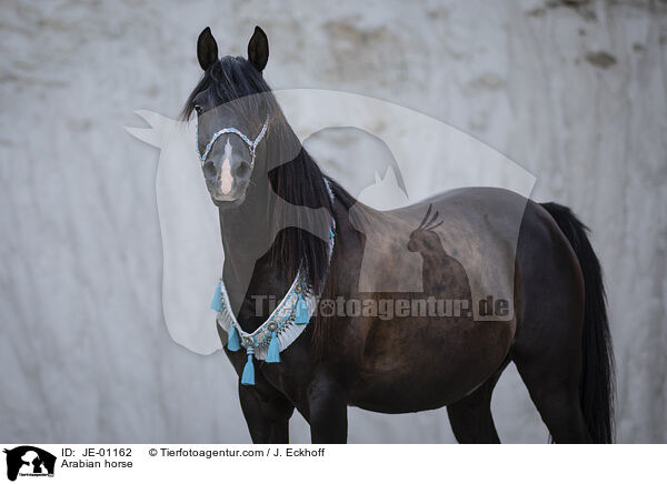 Arabian horse / JE-01162