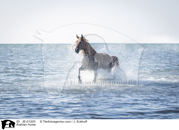 Araber / Arabian horse / JE-01200