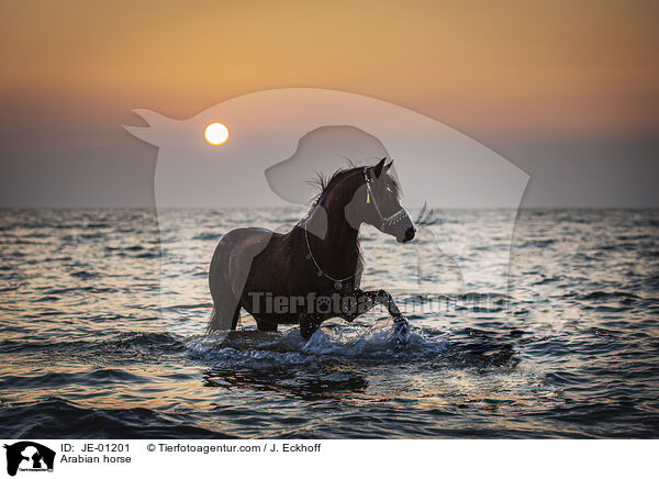 Arabian horse / JE-01201