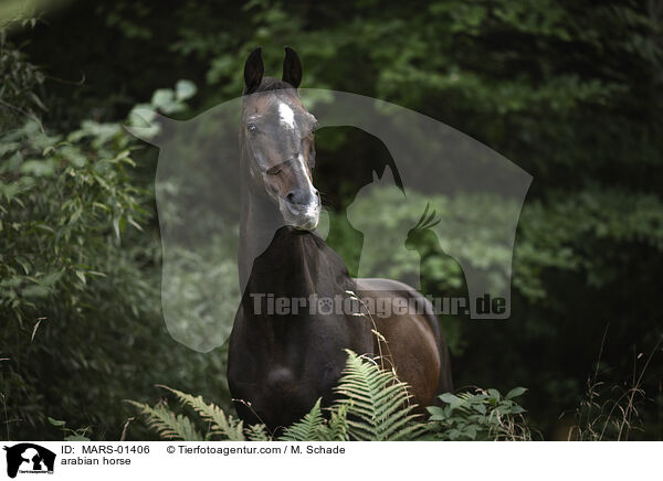 Araber / arabian horse / MARS-01406