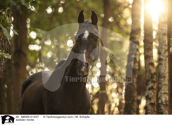 arabian horse / MARS-01407