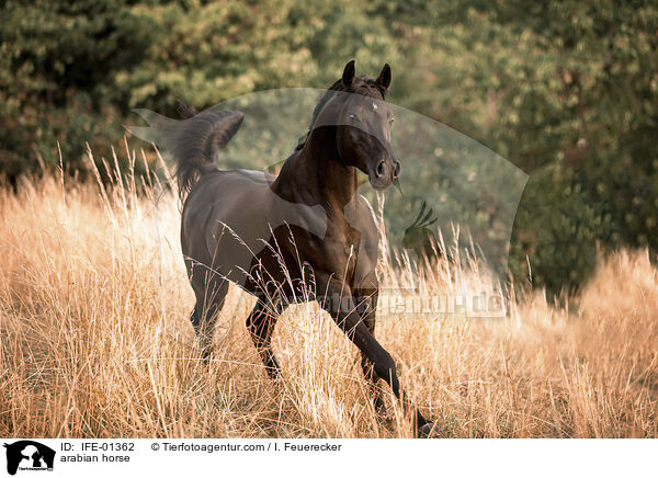 arabian horse / IFE-01362