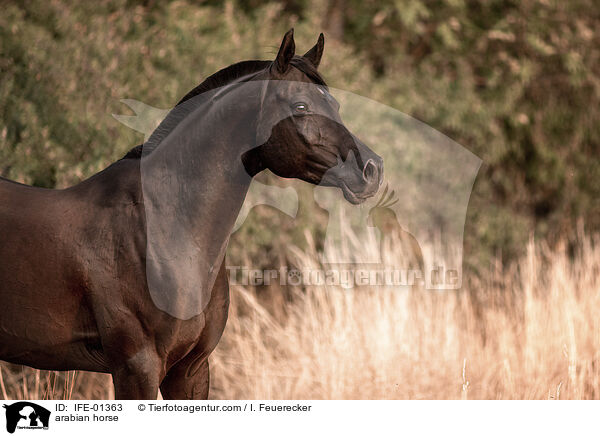 Araber / arabian horse / IFE-01363