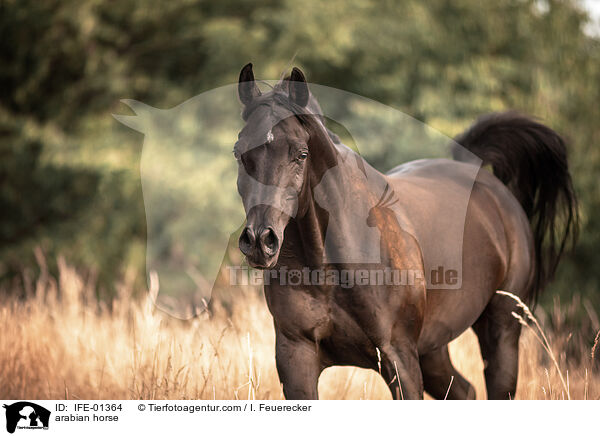 Araber / arabian horse / IFE-01364