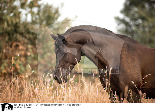 Araber / arabian horse / IFE-01365