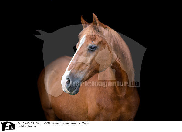 arabian horse / AWO-01134