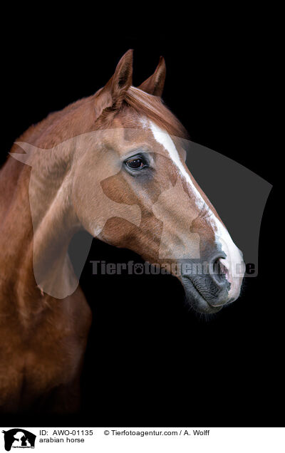 arabian horse / AWO-01135