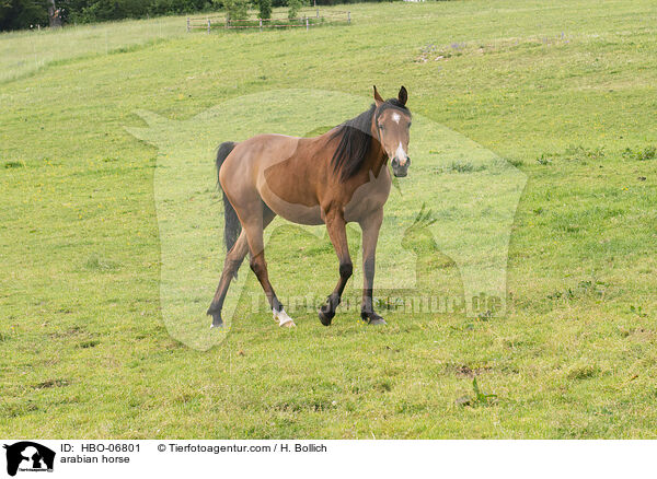 Araber / arabian horse / HBO-06801
