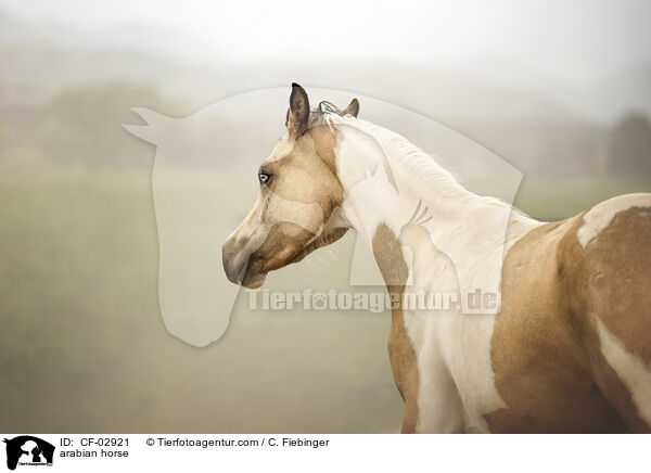 Araber / arabian horse / CF-02921