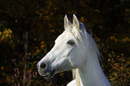 Portrait of an Arabian Horse