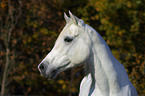 Portrait of an Arabian Horse