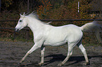 galoping arabian horse