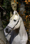 portrait of an arabian horse