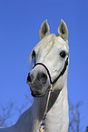 portrait of an arabian horse