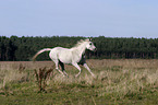 running arabian horse