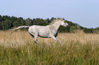 running arabian horse