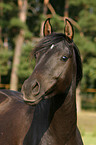 portrait of black arabian