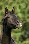 portrait of black arabian