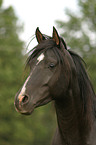 portrait of black arabian