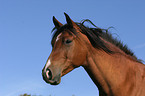 brown arabian horse